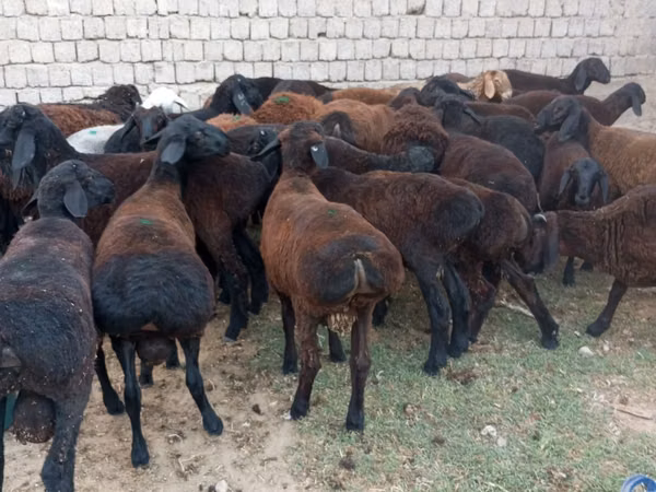 Berbec, Blackheaded Persian sheep