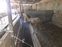 Berbec, Rhon sheep — foto 3