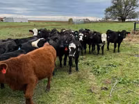 Bovine (lot, sex nespecificat), Aberdeen-Angus — foto 2
