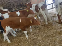 Toro, Simmental cattle — foto 4