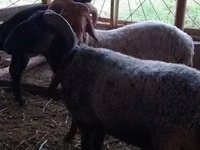 公羊, Sheep — 照片 5