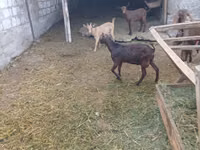Țap, Nubian Goat — foto 3