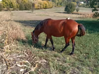 母马, Horses — 照片 3