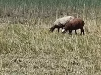 نعجة, Romanov sheep — الصورة 3