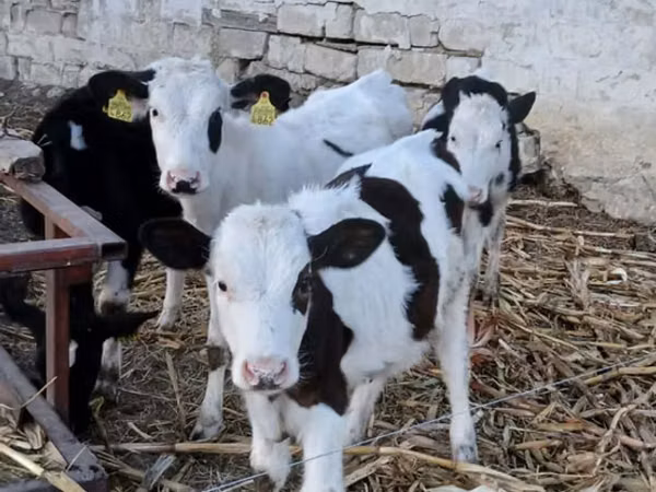 Bulle, Russian Black pied cattle — Republik Moldau