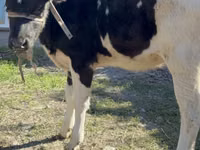 Cow, Holstein breed — photo 2