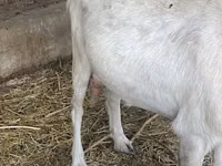 عنزة, Saanen goat — الصورة 8