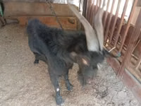 公山羊, Goats — 照片 1