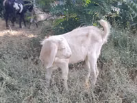 Ziege, Nubian Goat — Foto 6