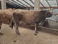 Vaca, Swiss cattle — foto 2