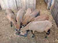 母羊, Cameroon sheep — 照片 3