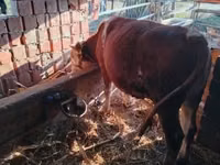 公牛, Simmental cattle — 照片 4