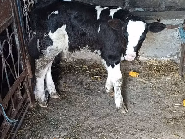 ثور, Russian Black pied cattle