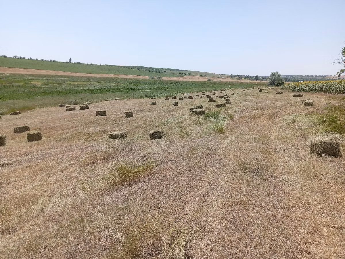Сено трава разнотравье тюки