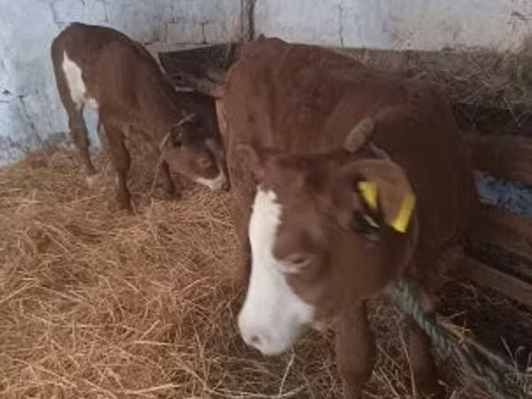 Cow, Simmental cattle