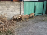 母羊, Sheep — 照片 2