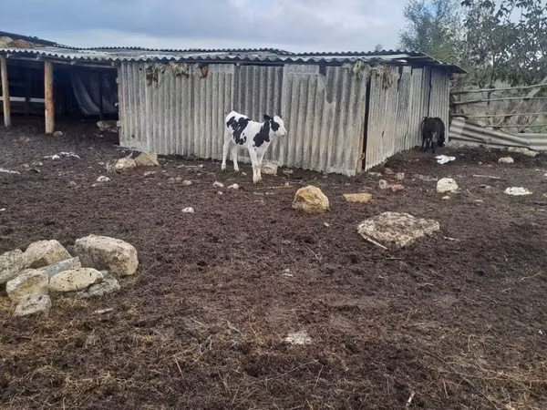 Vacă, Russian Black pied cattle