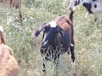 Cabra, Nubian Goat — foto 4