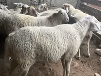 كبش, Assaf sheep — الصورة 3