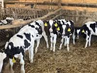 Touro, Russian Black pied cattle — foto 2