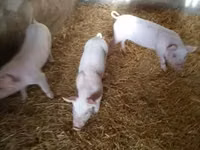 Säue, Schweine — Foto 6