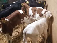 أبقار (دفعة، الجنس غير محدد), Simmental cattle — الصورة 8