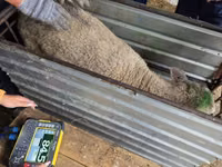 Qoʻy, Kuibyshev sheep — 4-rasm