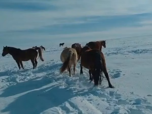 Hengst, Kushum Horse