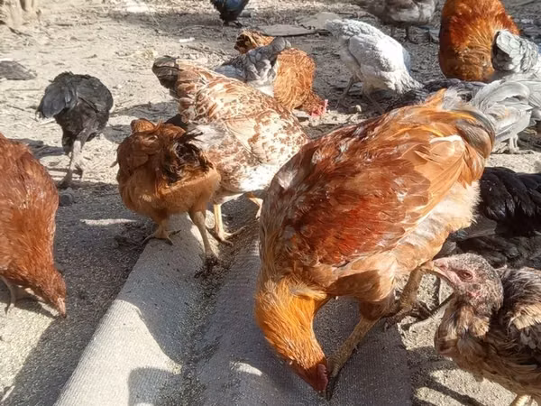 Chickens