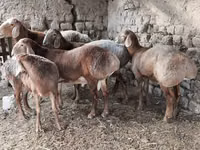 كبش, Arashan sheep — الصورة 8