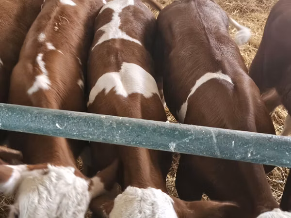 Bulle, Simmental cattle