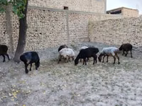 Ovejas (lote, sexo no especificado), Ovejas — foto 3