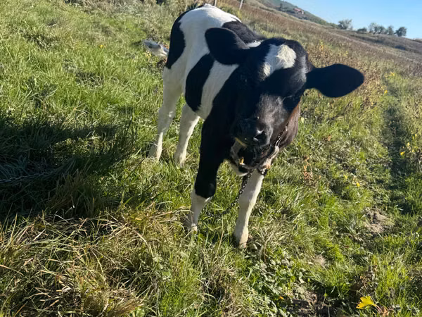 Kuh, Russian Black pied cattle — Republik Moldau