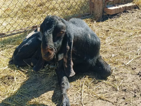 Țap, Kamori goats