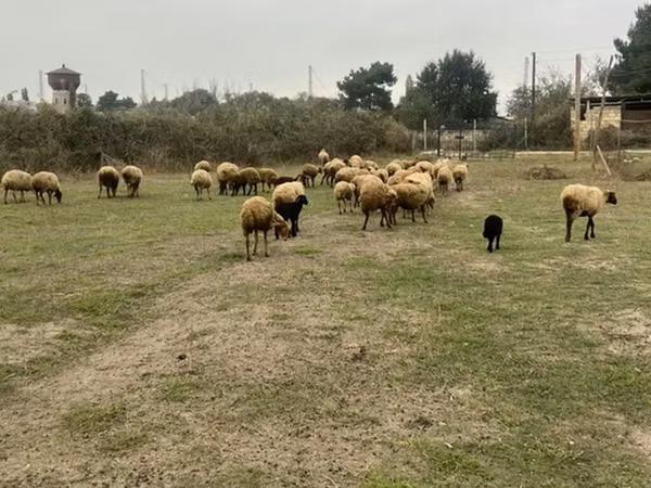 Oaie, Oi
