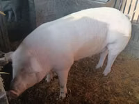 Vier, Porci — foto 2