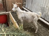 Boucs, Saanen goat — photo 3