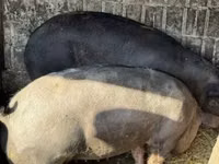 母猪, Pigs — 照片 3