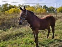 公马, Horses — 照片 1