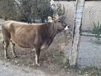 Sigir, Alatau zotі — 2-rasm