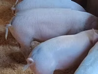 Porcs (lot, sexe non indiqué), Porcs — photo 3