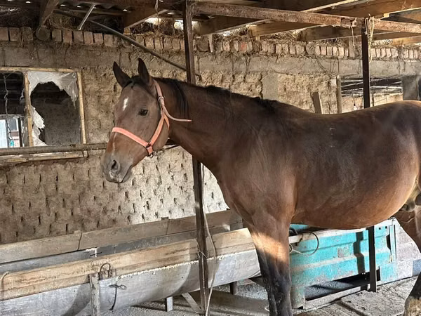 公马, Manipuri pony