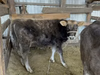 Toro, Raza Alatau — foto 2