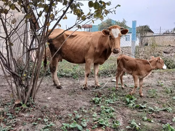 Bou, Bovine