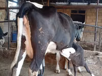 İnək, Russian Black pied cattle — foto 3