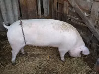 Scroafă, Porci — foto 2