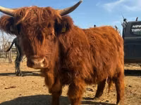 بقرة, Highland — الصورة 1