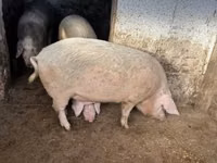 Pigs (batch, sex not specified), Pigs — photo 1