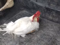 Chickens — फ़ोटो 2