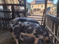 公猪 — 照片 1
